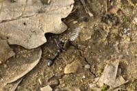 Formica gagates