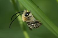 Eucera nigrescens