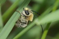 Eucera nigrescens