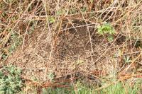 Formica pratensis