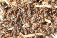 Formica pratensis