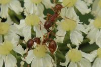 Myrmica ruginodis
