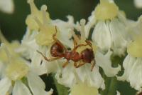 Myrmica ruginodis