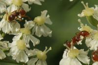 Myrmica ruginodis