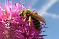 Halictus scabiosae