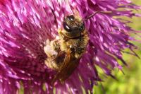 Halictus scabiosae