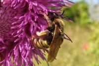 Halictus scabiosae