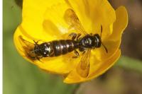 Ceratina cucurbitina