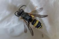 Cerceris rybyensis
