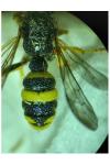 Cerceris rybyensis