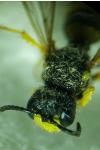 Cerceris rybyensis