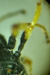 Cerceris rybyensis