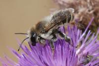 Megachile lagopoda