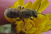 Seladonia tumulorum