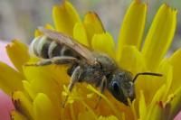 Seladonia tumulorum
