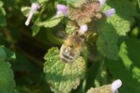 Anthophora plumipes