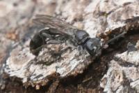 Trypoxylon