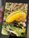 Cimbex luteus
