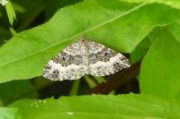 Epirrhoe rivata
