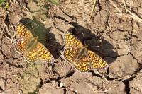 Melitaea phoebe