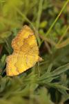 Camptogramma bilineata
