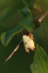 Notocelia cynosbatella