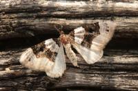 Cosmorhoe ocellata