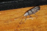 Paraswammerdamia nebulella