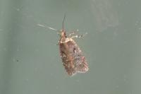 Agonopterix conterminella