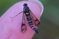 Synanthedon conopiformis