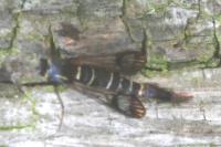 Synanthedon conopiformis