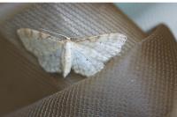 Idaea fuscovenosa