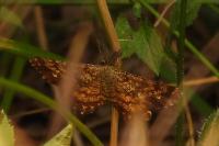 Ematurga atomaria