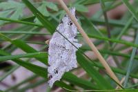 Macaria alternata