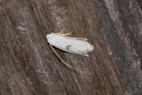 Pseudopostega auritella