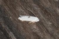 Pseudopostega auritella