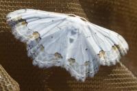 Scopula ornata