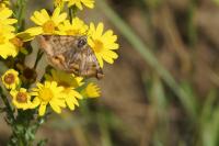 Euclidia glyphica