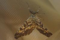 Ematurga atomaria