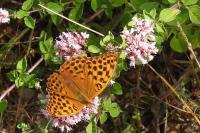Argynnis paphia