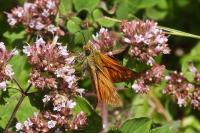 Ochlodes sylvanus