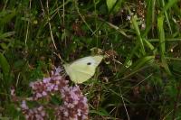Pieris brassicae