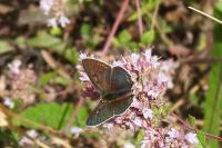 Lycaena tityrus