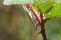 Crambus pascuella