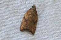Acleris rhombana