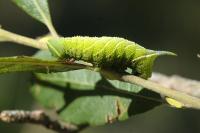 Smerinthus ocellatus