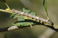 Catephia alchymista