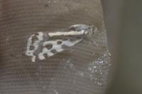 Emmelia trabealis