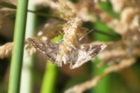 Elophila nymphaeata