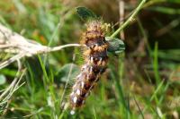 Acronicta rumicis